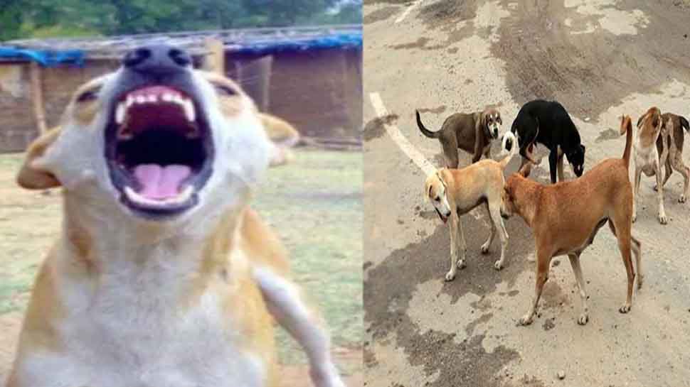 MP में कुत्तों पर राजनीति: कमलनाथ बोले- CM के अधिकारी गंभीर नहीं, BJP विधायक ने मानी गलती