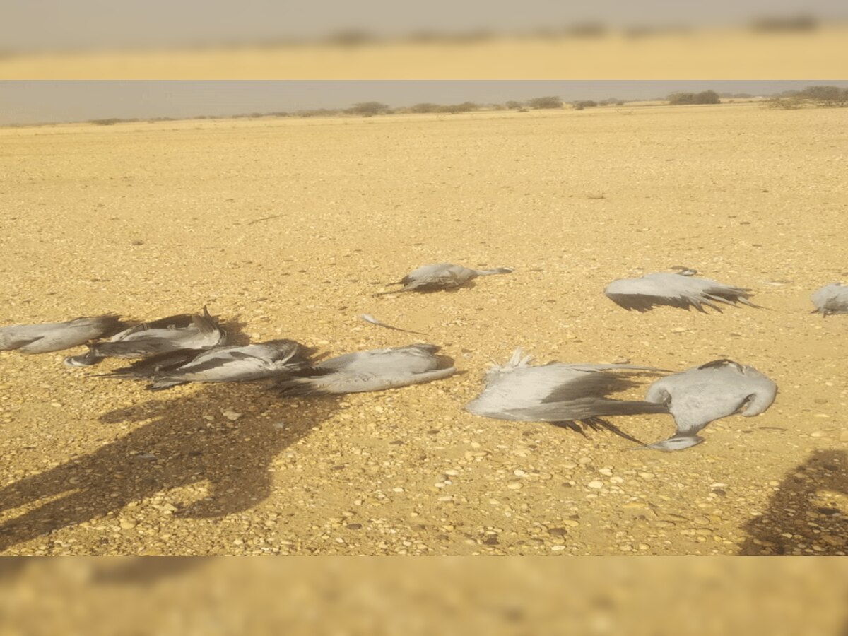 लाठी इलाके में मिले 9 मृत कुरजां पक्षी