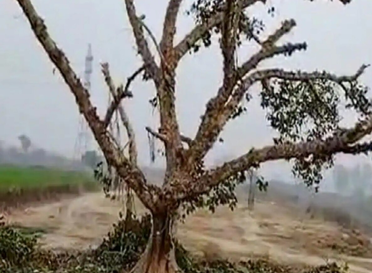 Delhi: 120 साल पुराने बरगद के पेड़ की 24 घंटे हो रही निगरानी, जानिए क्यों