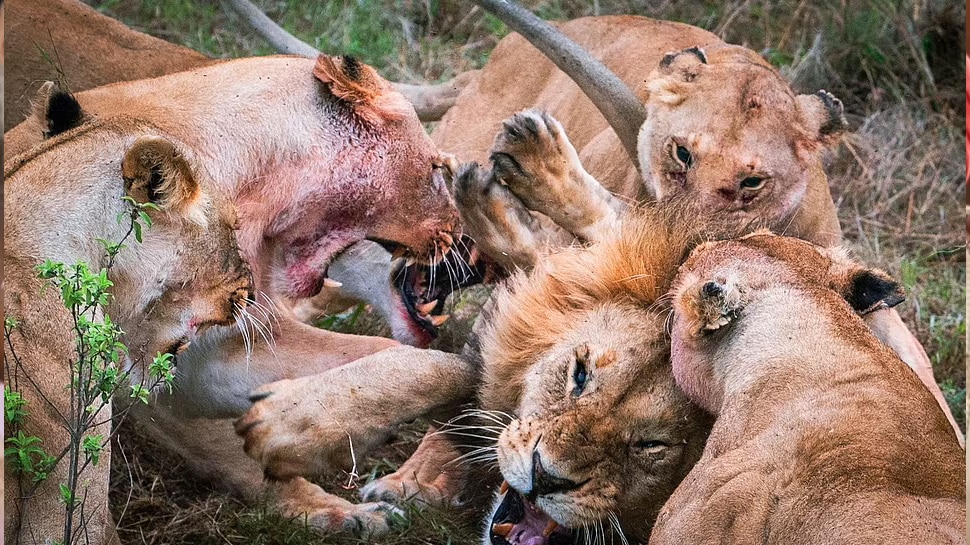 शेर को शिकार में हिस्सा लेना पड़ा भारी