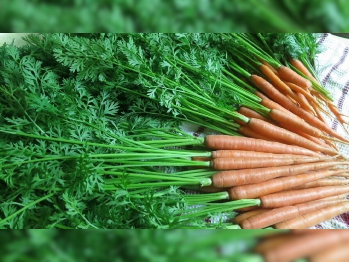 गाजर ही नहीं इसके पत्तों में भी हैं गजब के गुण, जानें डाइट में शामिल करने के फायदे