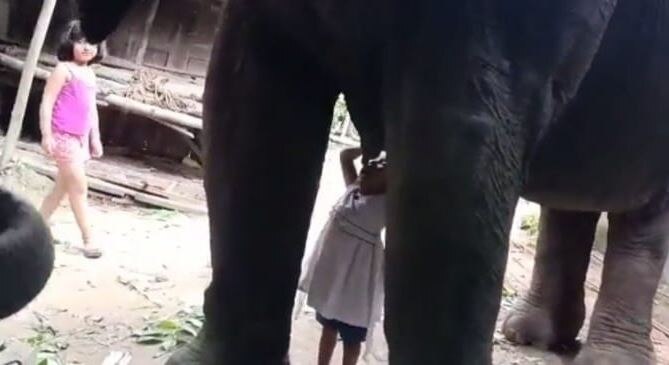 हथिनी का दूध पीती दिखी बच्ची, VIDEO देख कर नहीं होगा अपनी आंखों पर यकीन