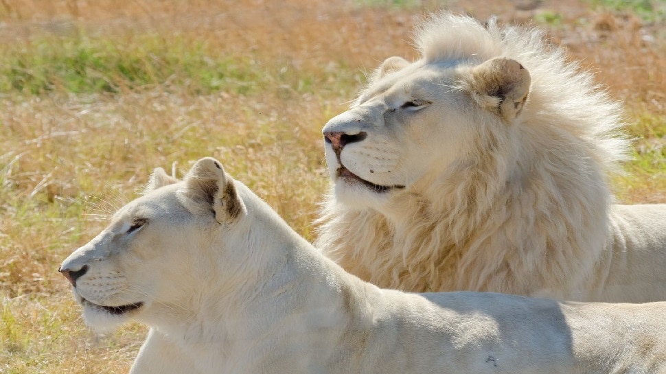 सफेद शेर (White Lion)