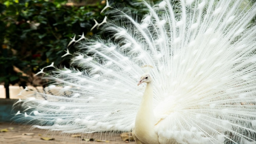 सफेद मोर (White Peacock)