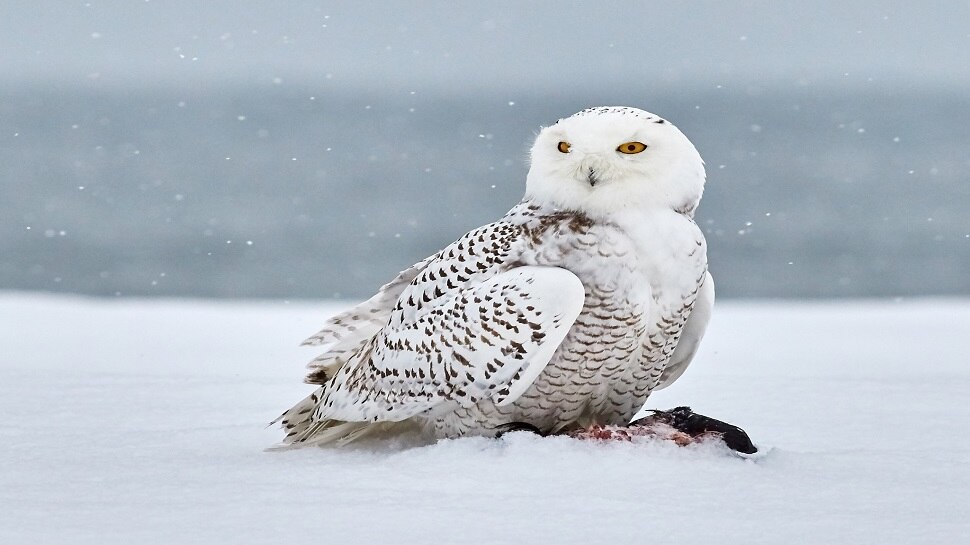 सफेद उल्लू (White Owl)