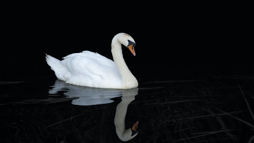 सफेद हंस (White Swan)