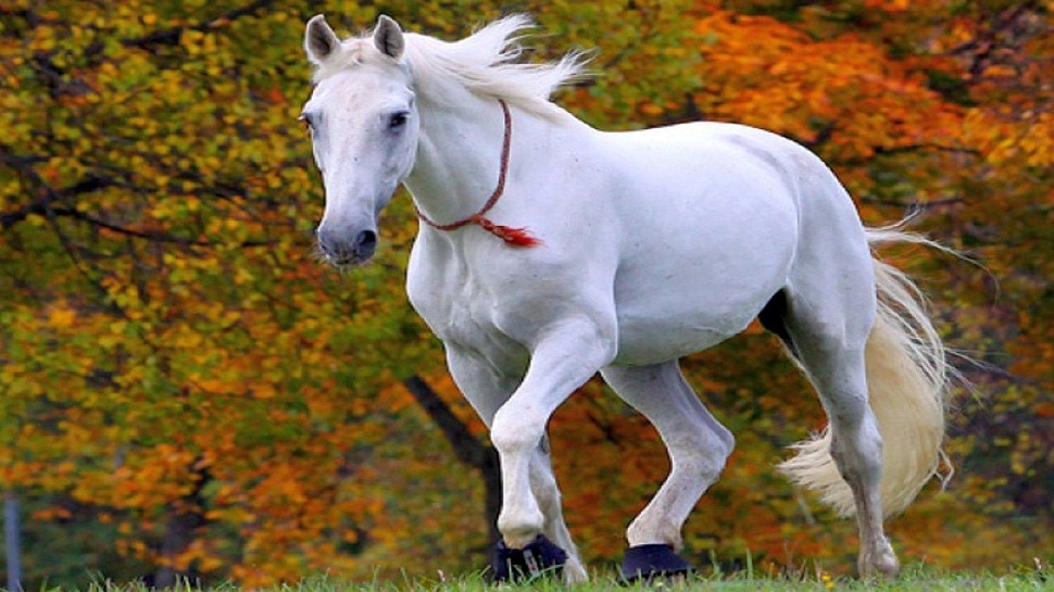 सफेद अश्व (White Horse)