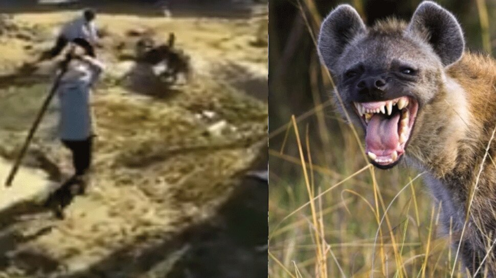 In Dausa, Rajasthan, the hyena attacked the teacher, then people ran to