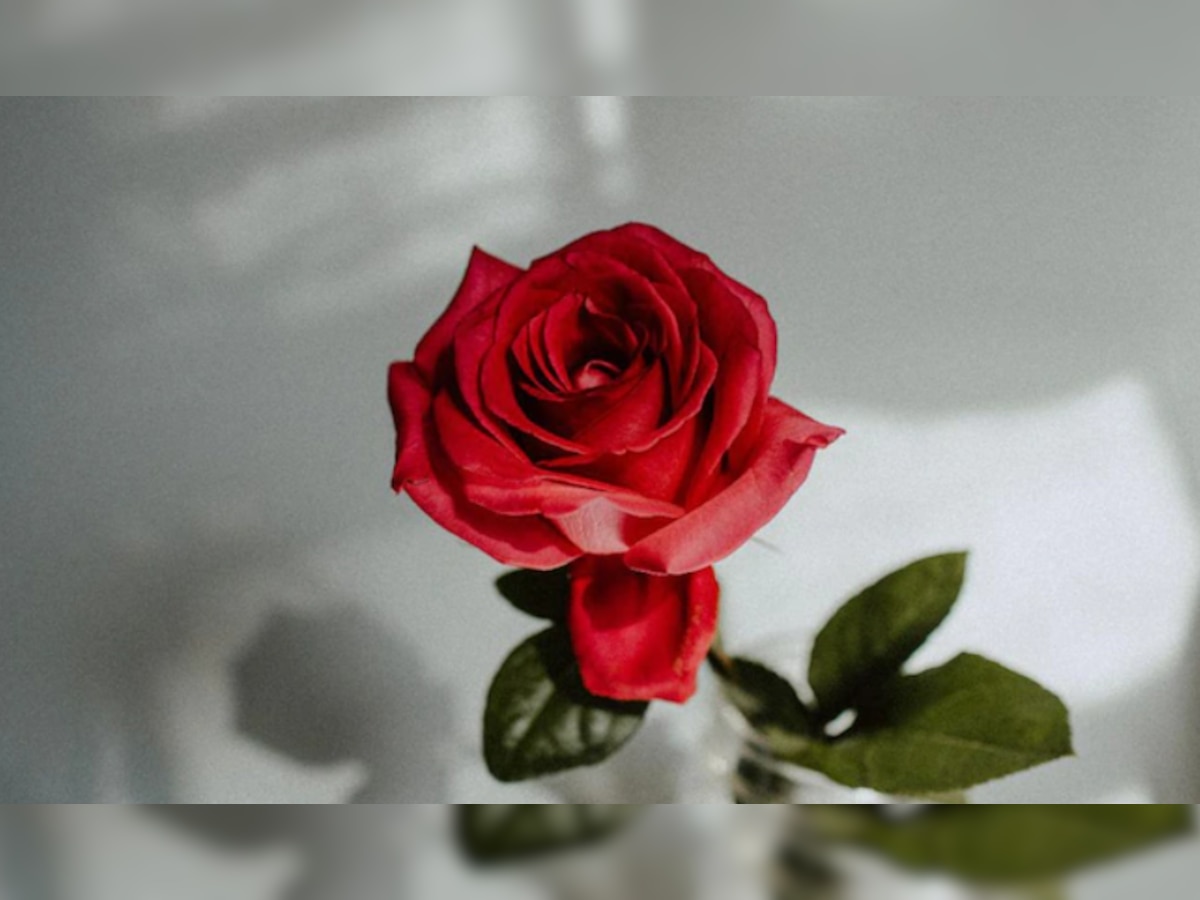 Happy Rose Day 2022 कहने के 12 तरीके, आज शाम से पहले जता लीजिए प्यार