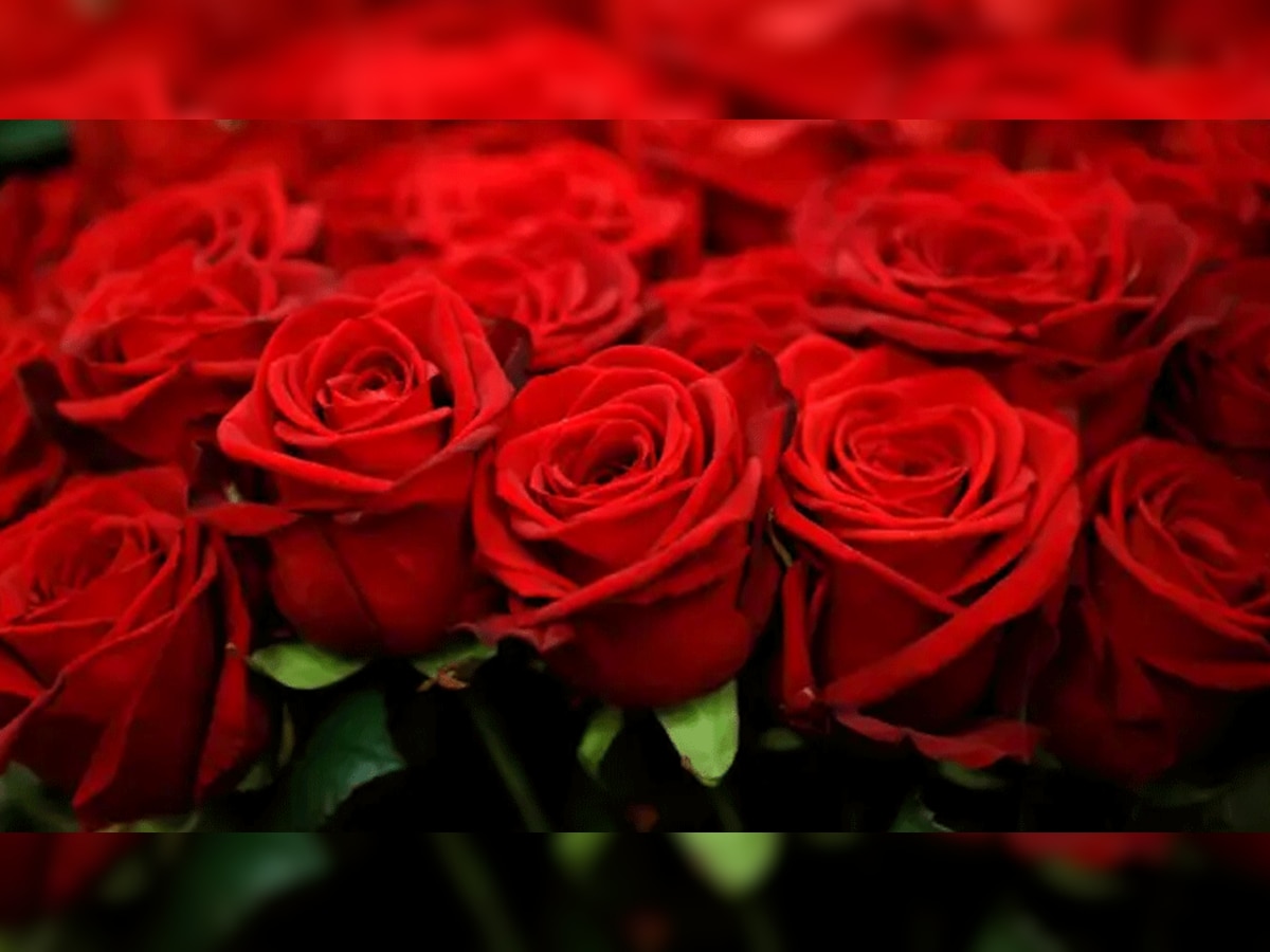 क्यों मनाया जाता है Rose Day, जानें क्या है इसका इतिहास, आप भी कर सकते हैं अपने पार्टनर के लिए कुछ खास