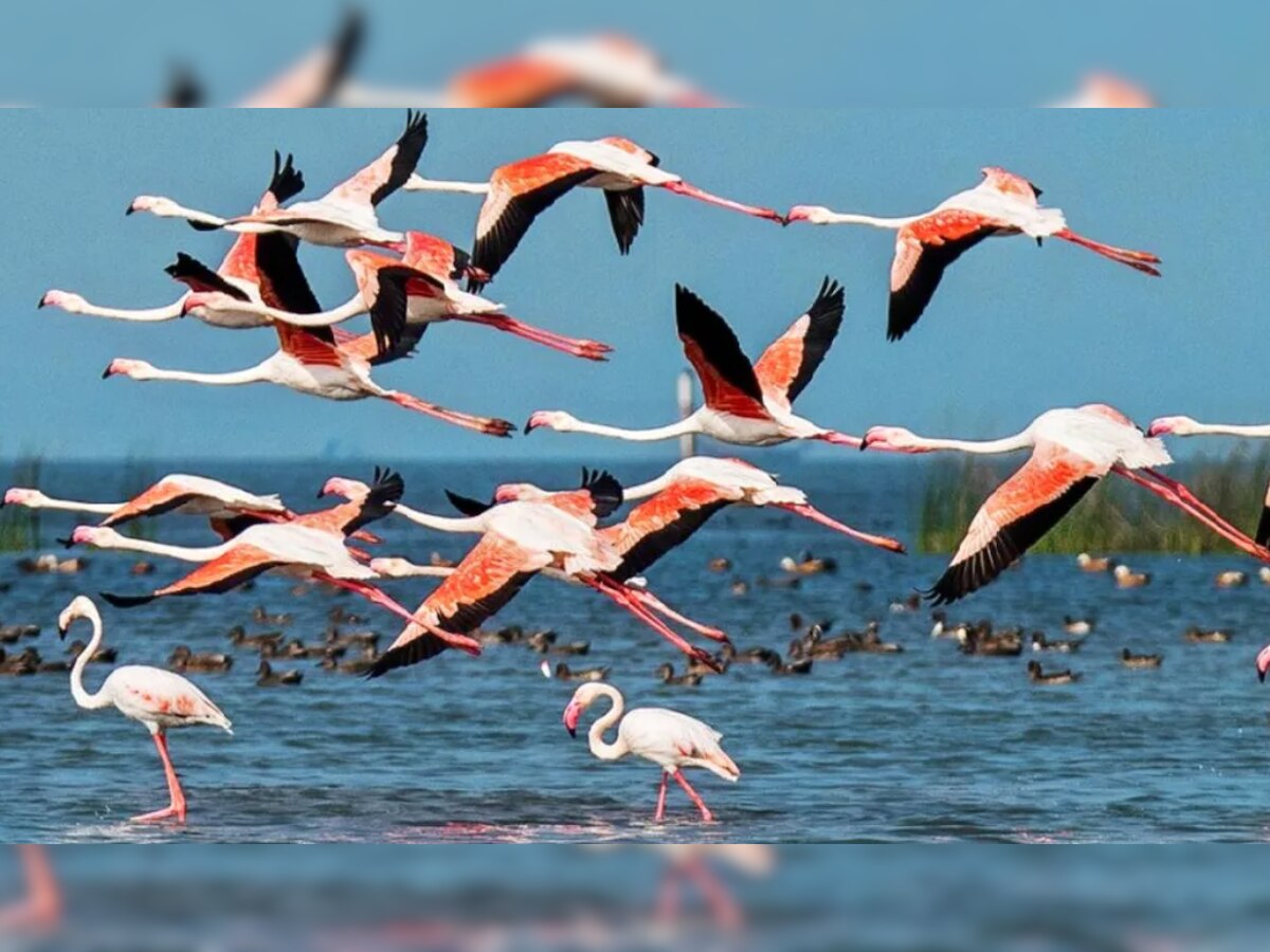 Migratory Birds: बेगुसराय में आए मेहमान, प्रवासी पक्षियों से गुलजार हुई कावर झील
