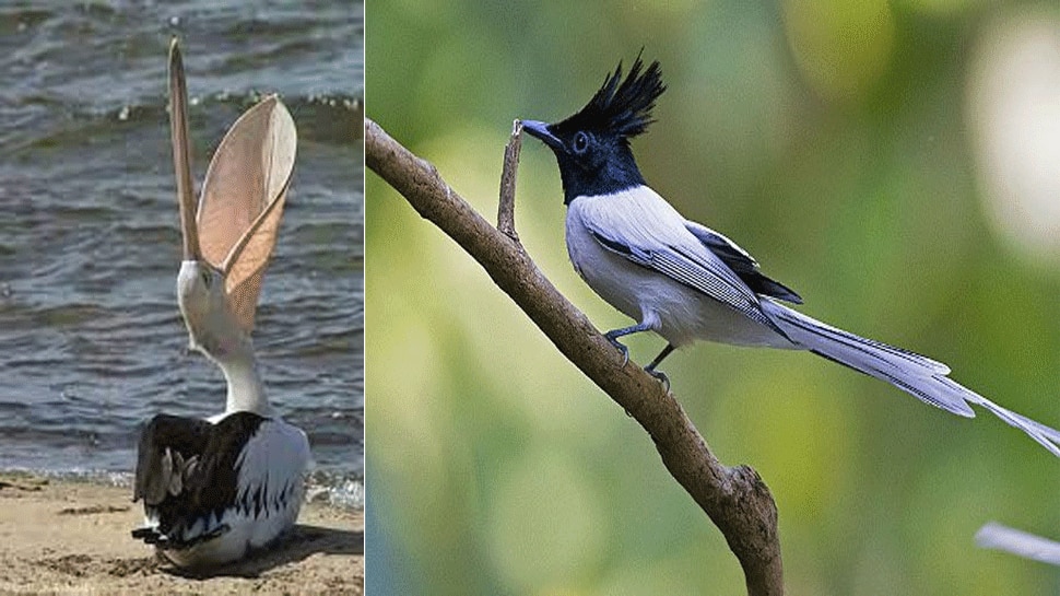 the-bird-that-drinks-only-rain-water-the-answer-is-chatak-also-known-as