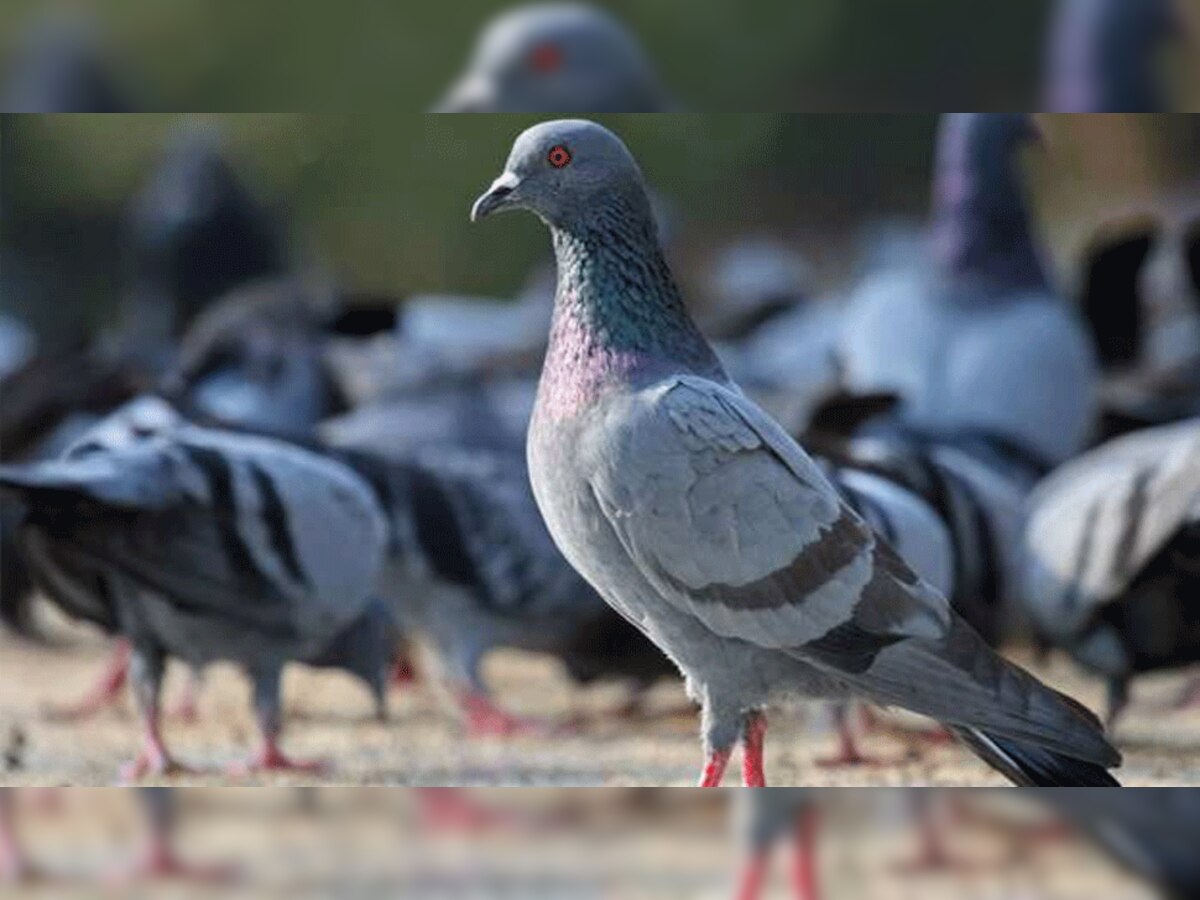 प्रतीकात्मक तस्वीर 