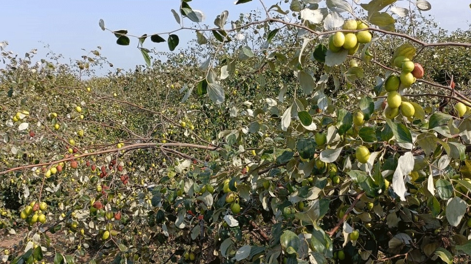 Cultivation of plum like apple is happening in Rajasthan farmers will get three times profit | राजस्थान में हो रही है सेब जैसे बेर की खेती, किसानों को होगा तीन गुना मुनाफा |