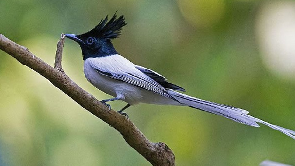 Do You Know That Bird Who Drinks Only Rain Water Know What Is The do-you-know-that-bird-who-drinks-only-rain-water-know-what-is-the