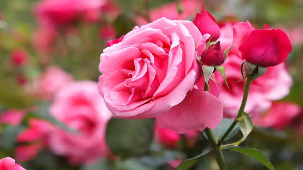 gulab ke totke rose flower remedies for wealth money profit | बेहद चमत्कारी है 'गुलाब का टोटका', धन प्राप्ति के साथ-साथ घर में रहती है हमेशा बरकत | Hindi News,