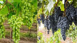 Benefits of Grapes: अंगूर के फायदे जान फटी रह जाएंगी आंखें; करें डाइट में शामिल