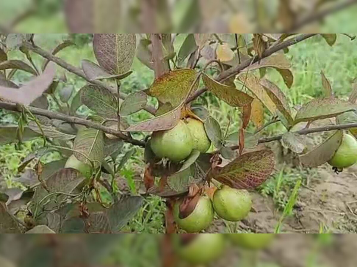 चंबल में बदल रही किसानों की किस्मत, अब डकैती की फसल नहीं, विदेशों की अमरूद उगा रहे अन्नदाता