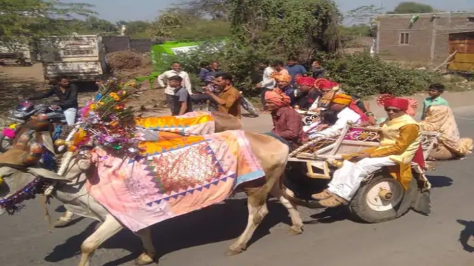 wedding-news-bailgadi-me-barat-procession-on-bullock-cart-in-padial