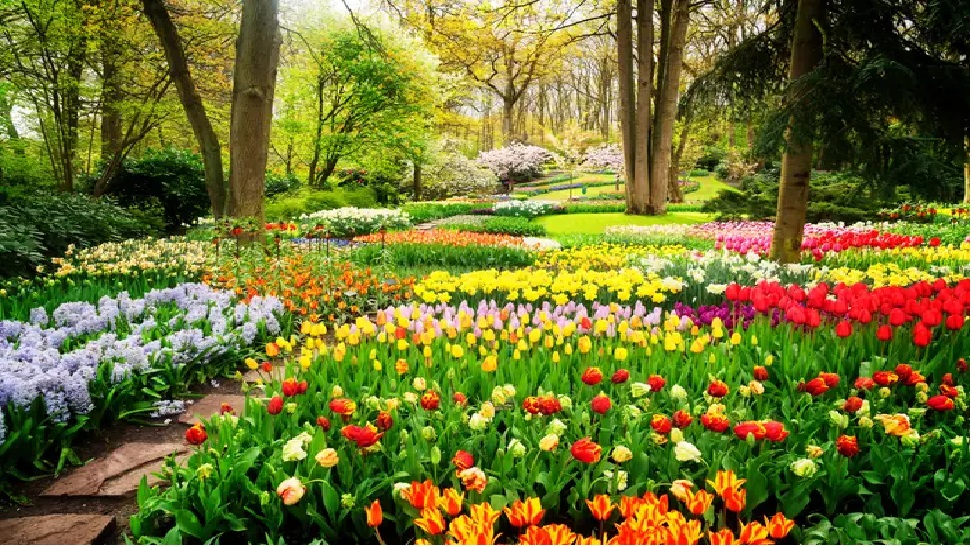 Flowers and dreams