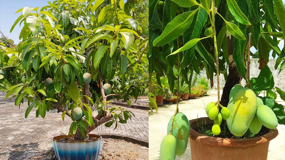How To Grow Mango Tree In Flower Pot your home Balcony and Roof top