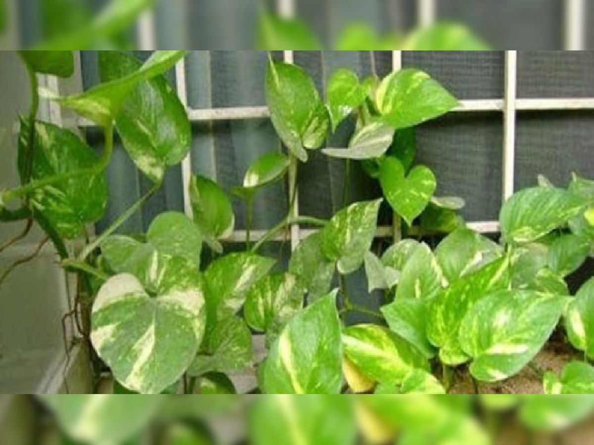 Money Plant Upaay do remedies with money plant tree on Friday you become  rich know in hindi] | Money Plant Upaay: मनीप्लांट के साथ शुक्रवार को  कीजिये ये उपाय, बन जाएंगे मालामाल |