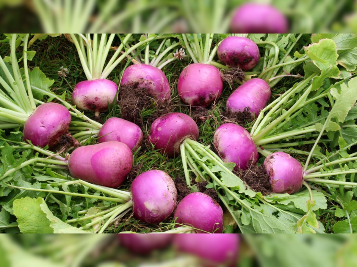 Turnip 5 Health Benefits Eyes Obesity Bone Health muscles Cough cold
