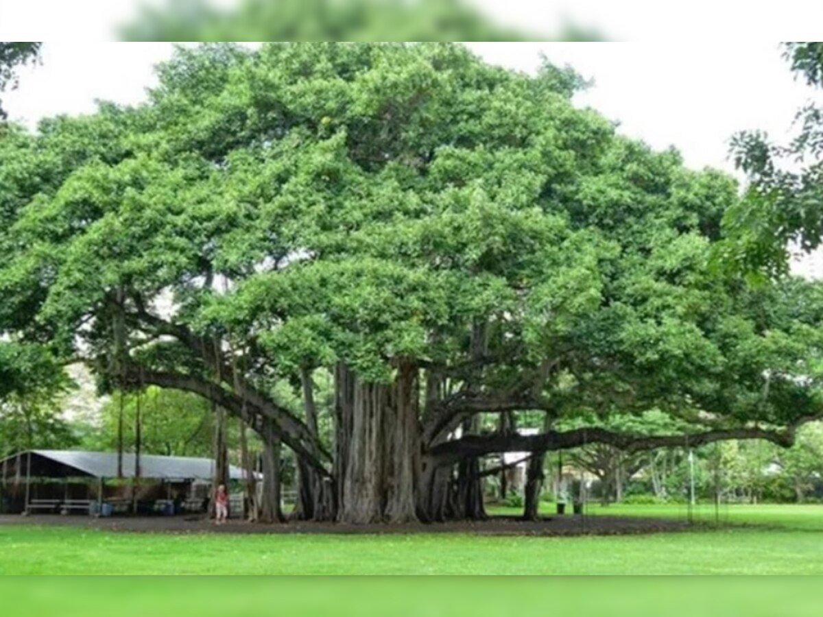 Peepal Tree Upay: पीपल के पेड़ के उपाय जो शनि और पितृ दोष से दिलाएंगे मुक्ति