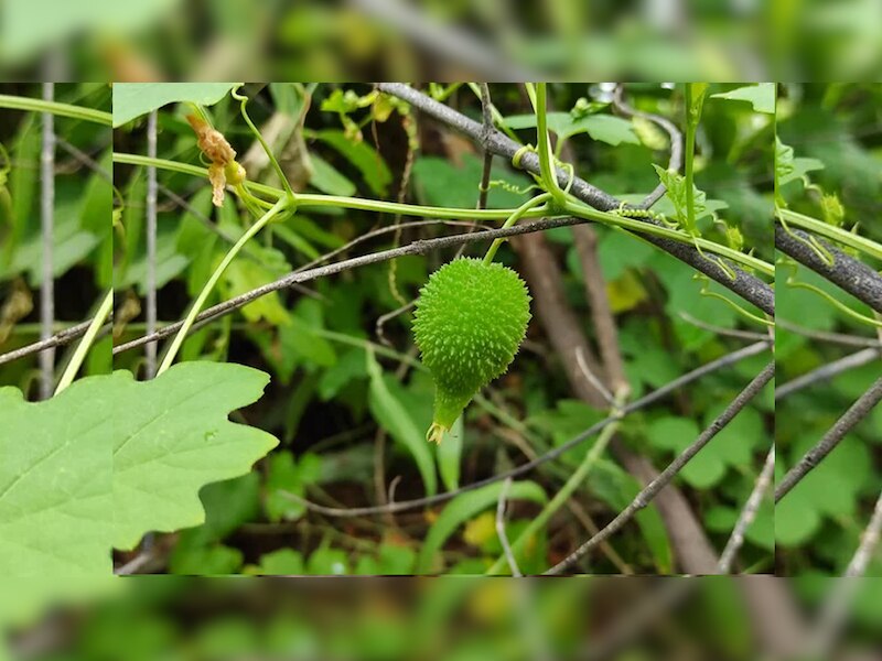 best vegitable in the world Spiny Gourd is powerfull than meat | ये है ...