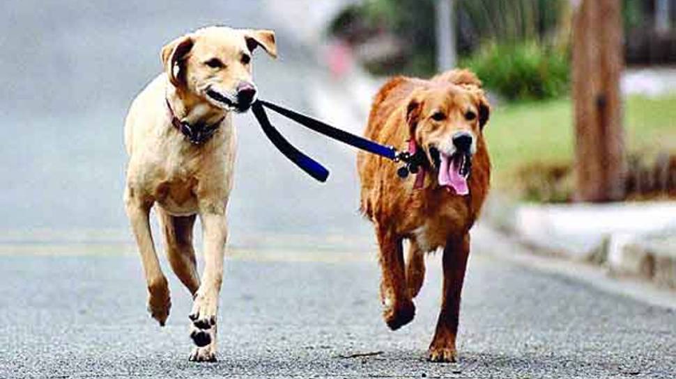 Municipal Corporation increased registration fee by Rs 500 Dog lovers  cradle of dogs in Ghaziabad will heavy o | पेट डॉग्स पालना अब पड़ेगा महंगा,  नगर निगम ने उठाया एक और सख्त