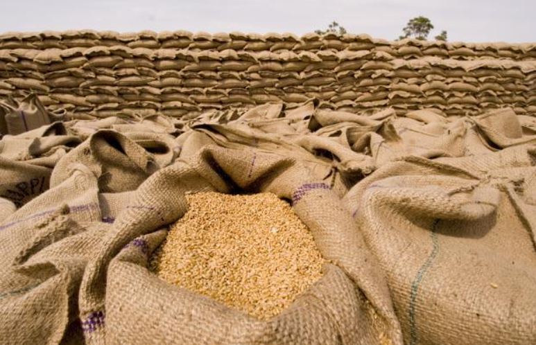 russia ukraine war will create wheat crisis in the world india could offer  help to increase export | रूस-यूक्रेन युद्ध से दुनिया में पैदा होगा गेहूं  संकट, निर्यात बढ़ाकर भारत कर सकता