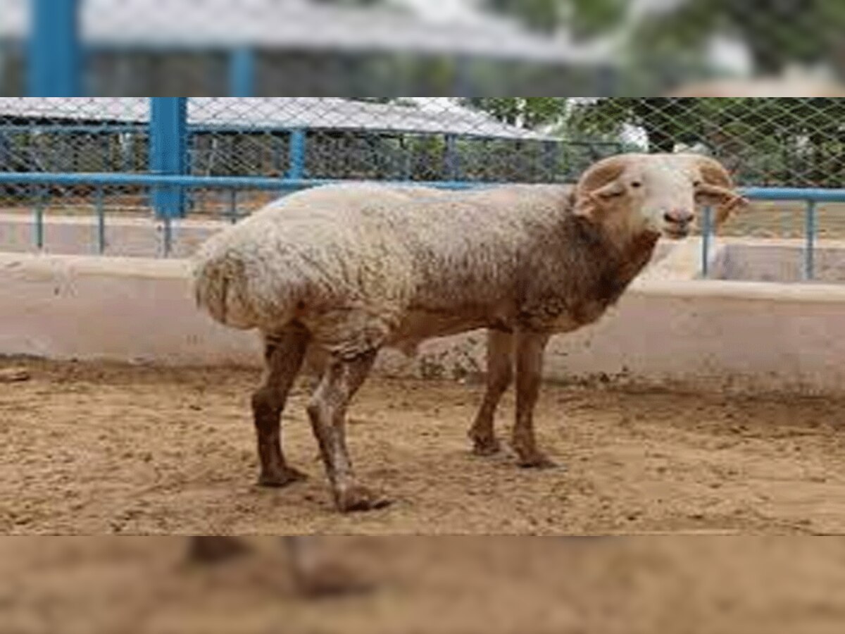 ऊंट के जैसा भेड़ कराएगा लाखों की आमदनी, जानिए कैसे