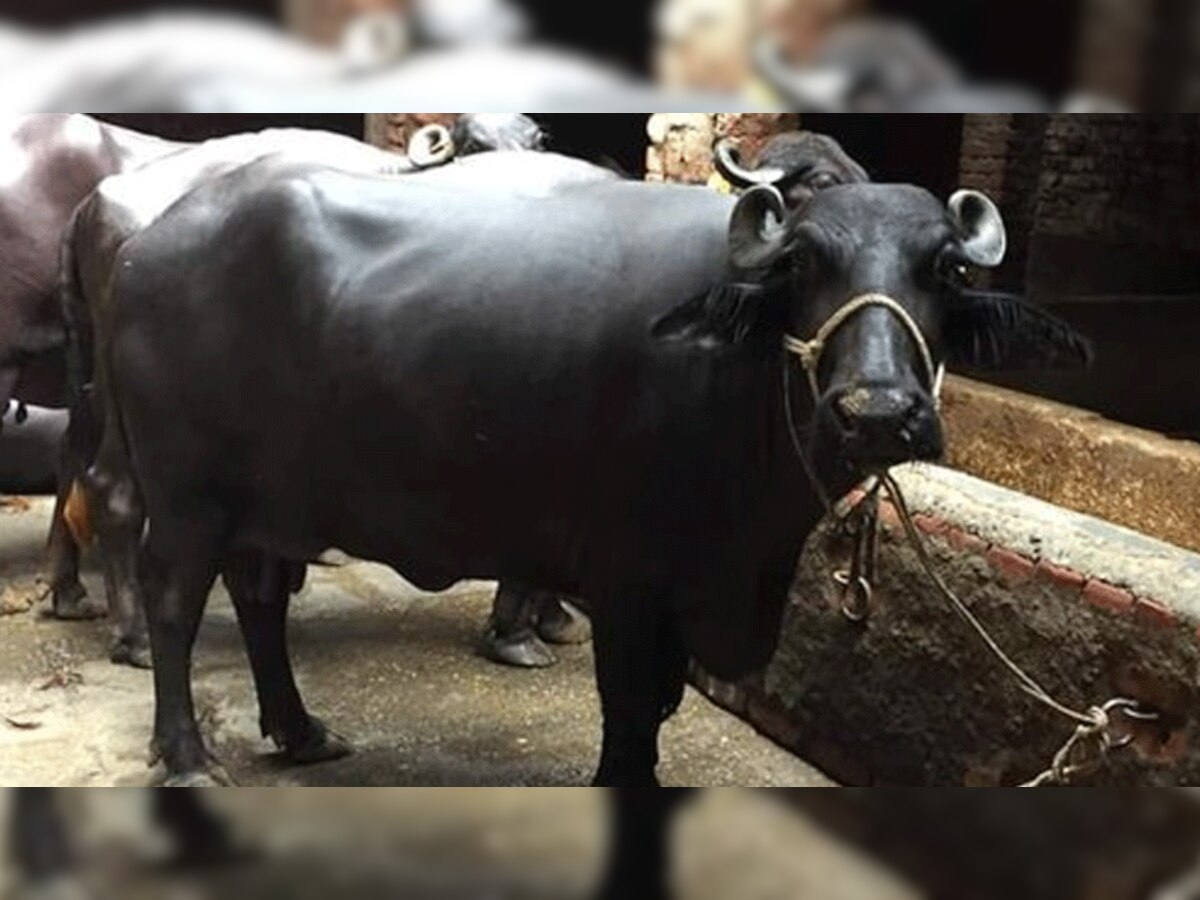 गाय या भैंस पालने वालों को सरकार देगी 60,000 रुपये, जानें कैसे होगा रज‍िस्‍ट्रेशन?