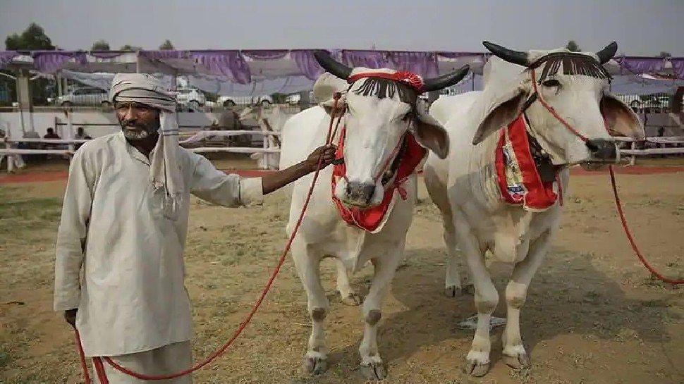 Pashu Kisan credit Card: गाय-भैंस पालने वालों को सरकार की तरफ से मिलेगा 40-60 हजार का लोन, करें रजिस्ट्रेशन