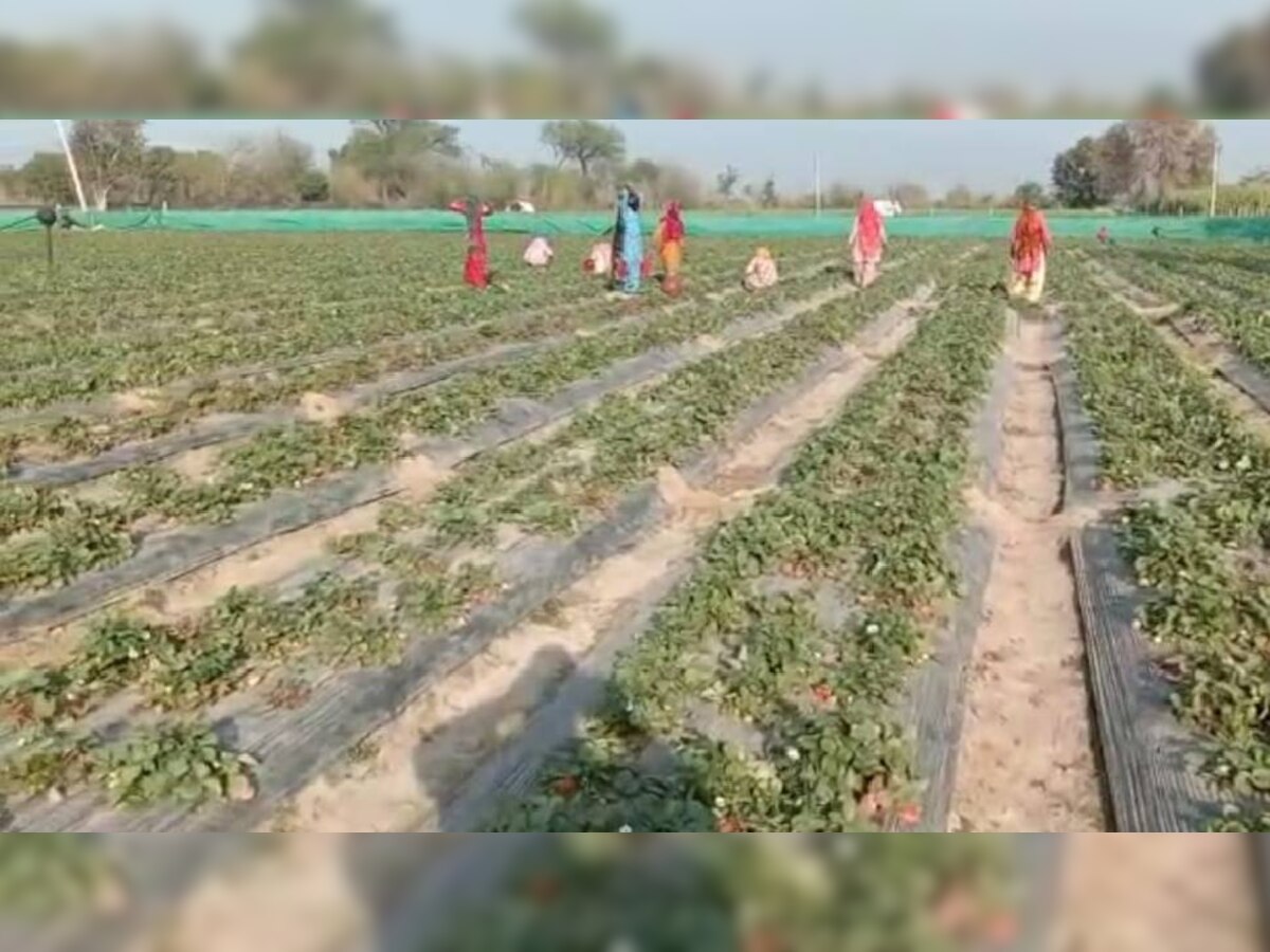 AGRICULTURE NEW EXPERIMENT : भिवानी ने परंपरागत खेती के साथ स्ट्रॉबेरी की खेती में आजमाए हाथ,  हो रही लाखों की कमाई 