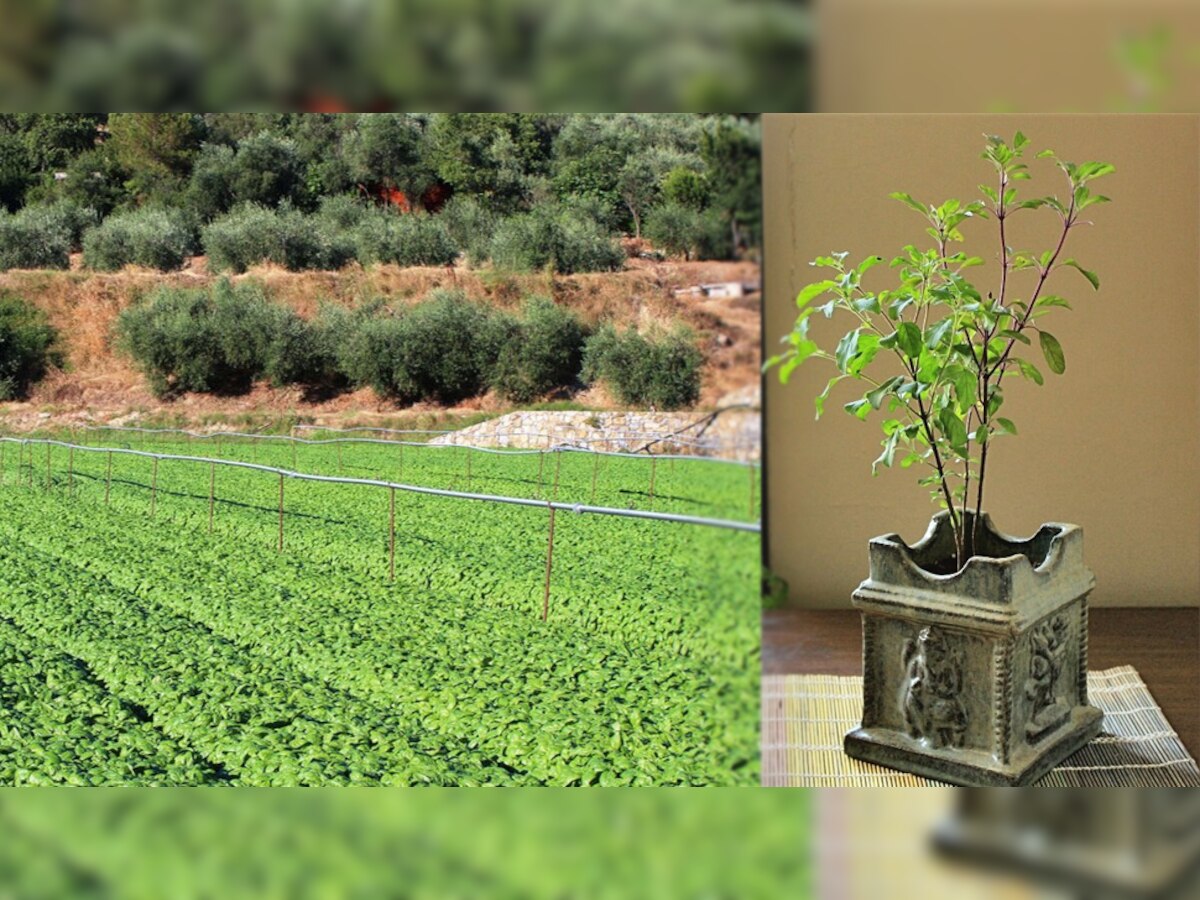 Start Basil farming business to earn 3 lakh rupees in just 3 months know unique Business plan