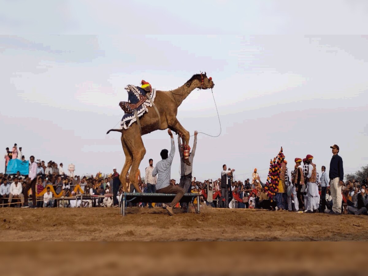 अंतरराष्ट्रीय ऊंट महोत्सव की धूम