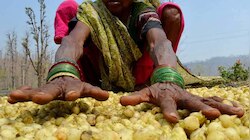7 समुंदर पार जाएगी छत्तीसगढ़ के 'हरे सोने' की महक! ब्रिटेन की कंपनी ने दिया ऑर्डर