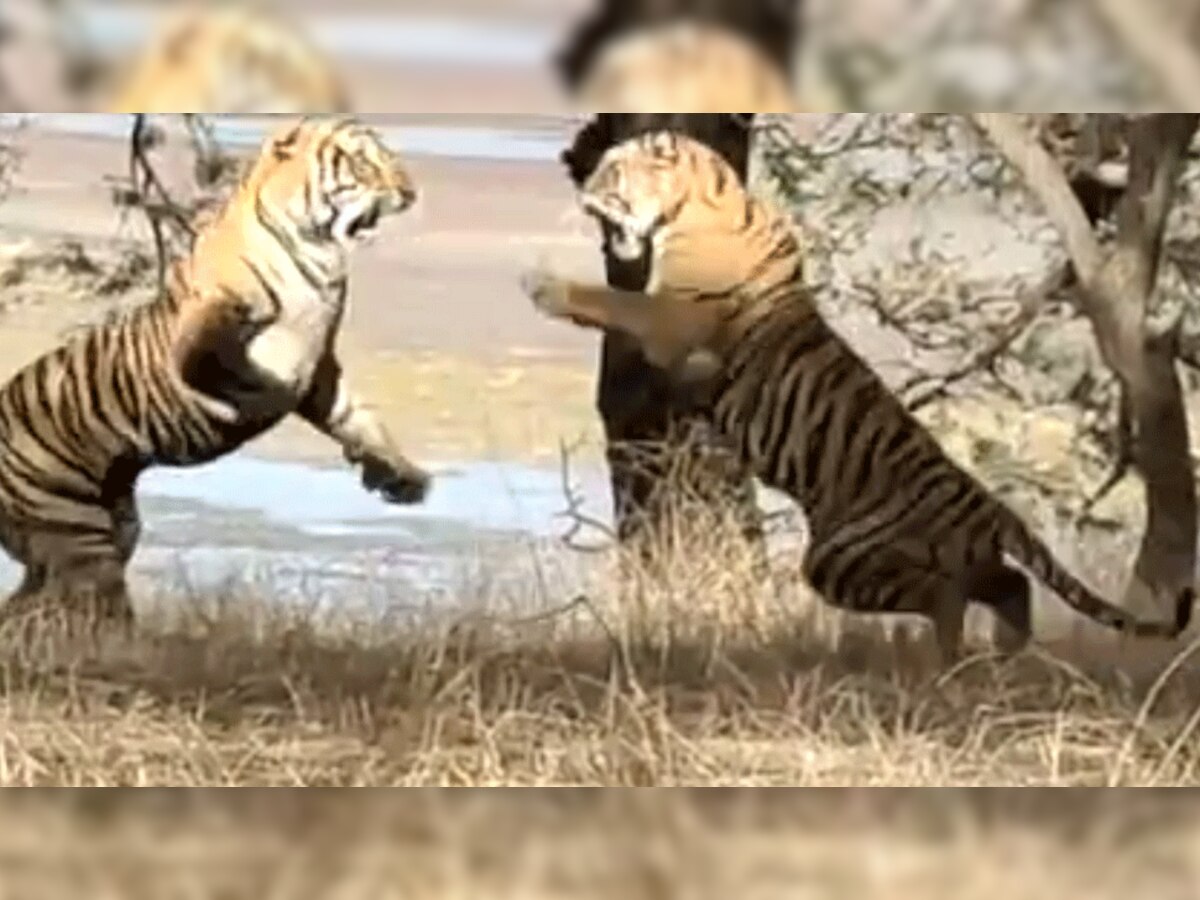 ranthambore में दो बाघों की रोमांचकारी कुश्ती देख पर्यटकों की अटकी सांसे, देखें वीडियो 