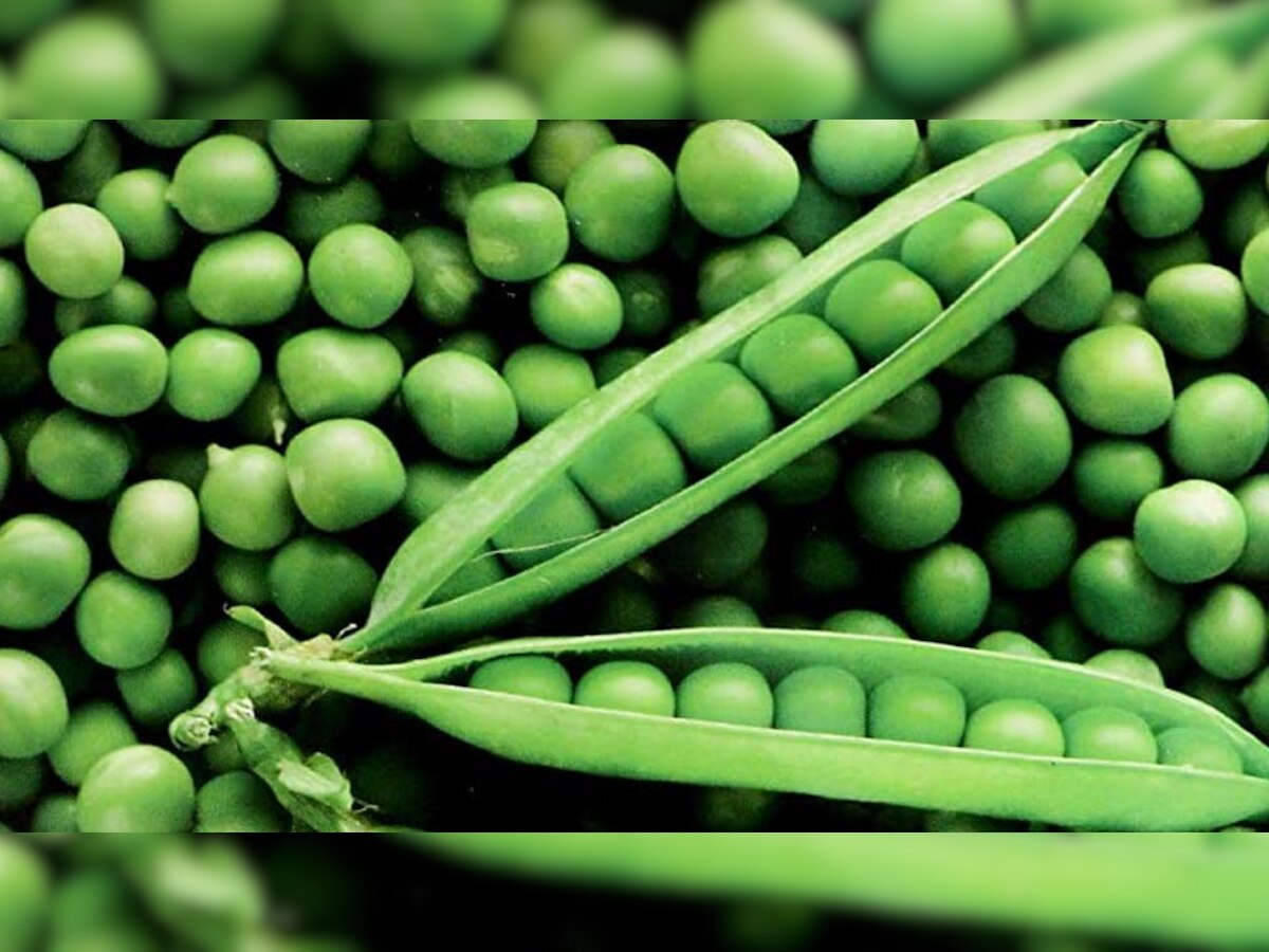 Green Peas: हरी मटर को सब्जियों में करें शामिल, इन 5 बीमारियों से बन जाएगी दूरी