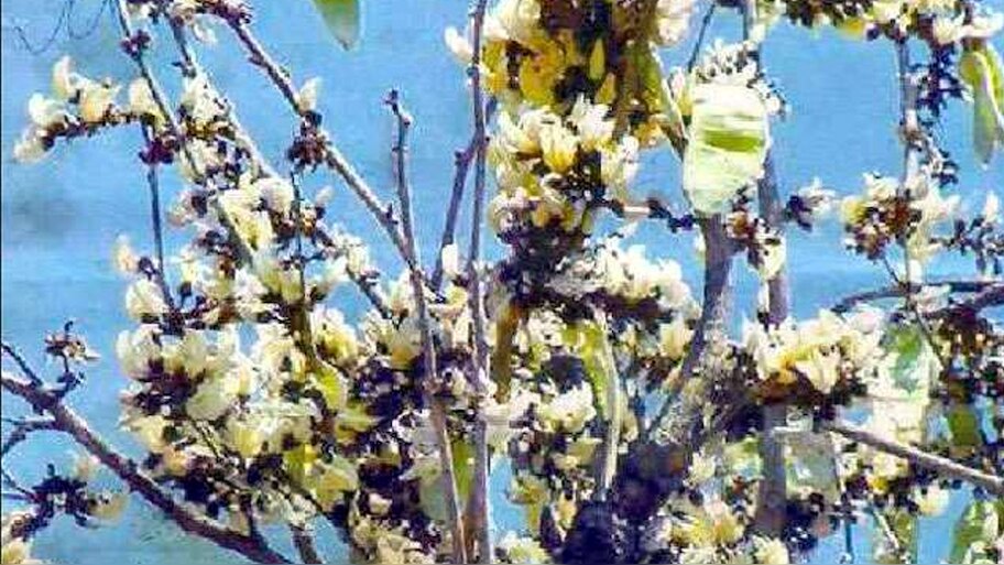 White Palash tree has special importance on Holi Tantriks do tantric ...
