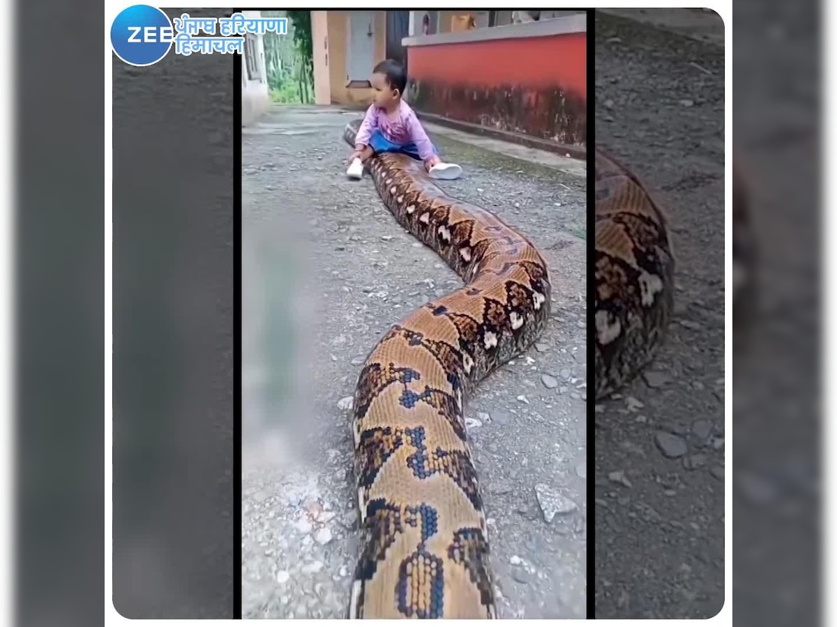 Watch: Kid playing with enormous python goes viral - EastMojo