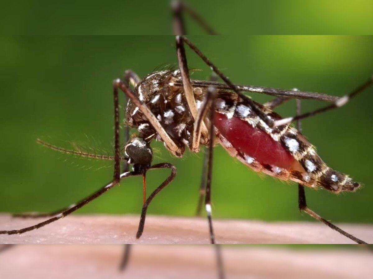 गर्मी आते ही बढ़ा डेंगू मच्छरों का खौफ, इन रिकवरी फूड्स से दूर होगा जान का खतरा