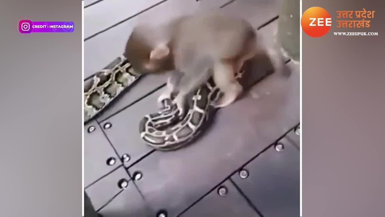Little monkey was seen playing with dangerous python watch shocking ...