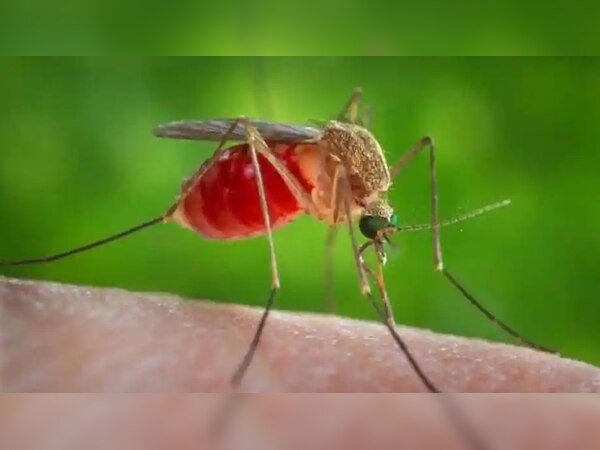Insect-borne viruses may trigger next pandemic | Corona के बाद ये वायरस ...