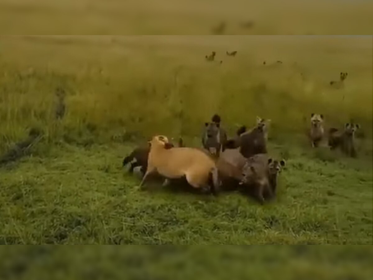 hyenas attacked lioness after finding her alone see what happened in