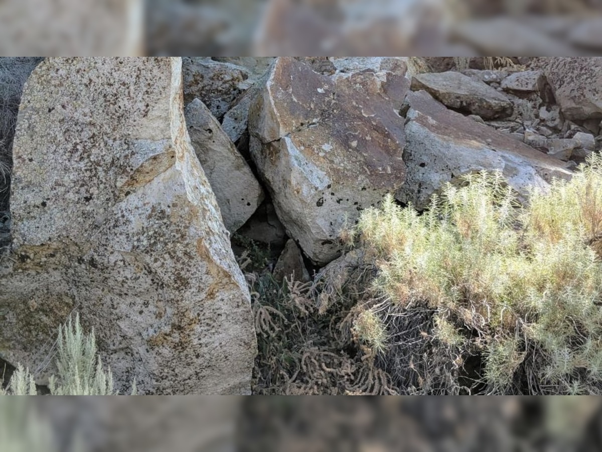 खोजो तो जानें: 30 सेकंड चैलेंज, इन पत्थरों के बीच छुपे खरगोश को ढूंढकर दिखाइए...