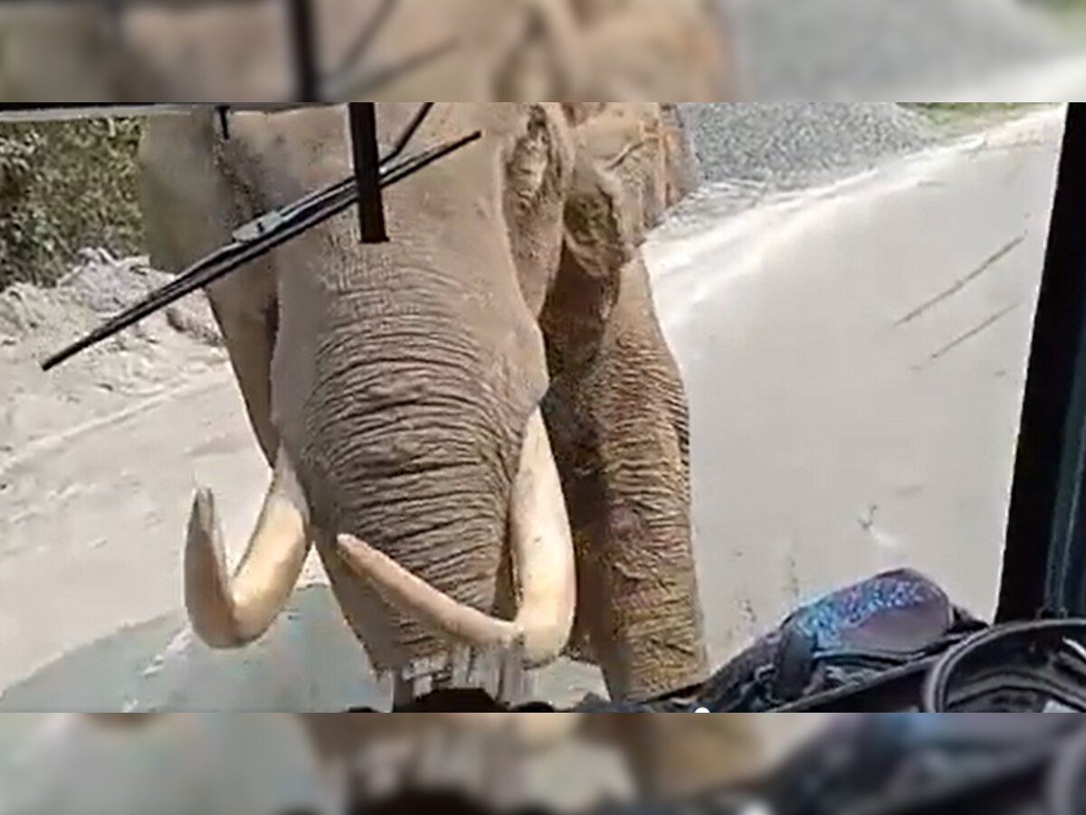 Viral Video: बीच सड़क पर हाथी ने मचाई ऐसी तबाही, बस में बैठे 50 यात्री बाल-बाल बचे