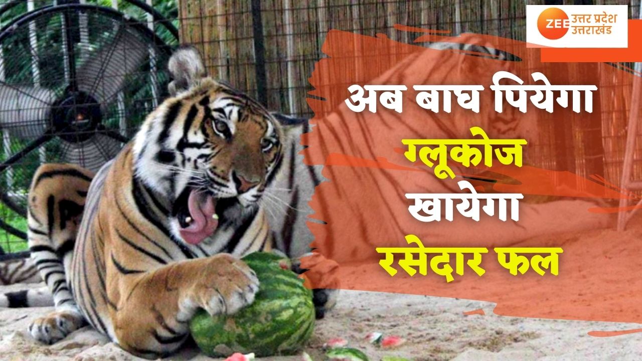 In Kanpur Zoological Park tigers drink glucose and eat juicy fruits | अब  बाघ पियेगा ग्लूकोज और खायेगा रसेदार फल | Hindi News, Uttar Pradesh