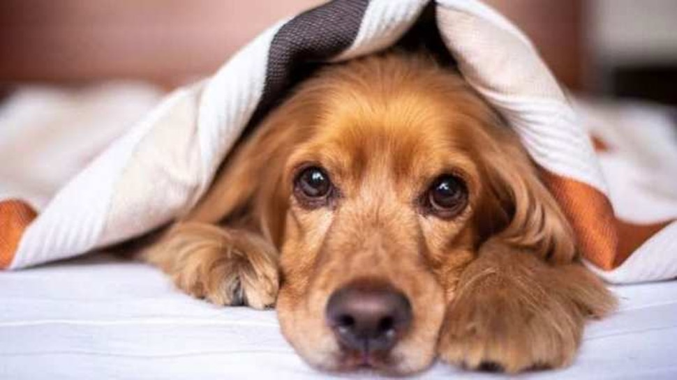 Dog vomiting outlet treatment in hindi